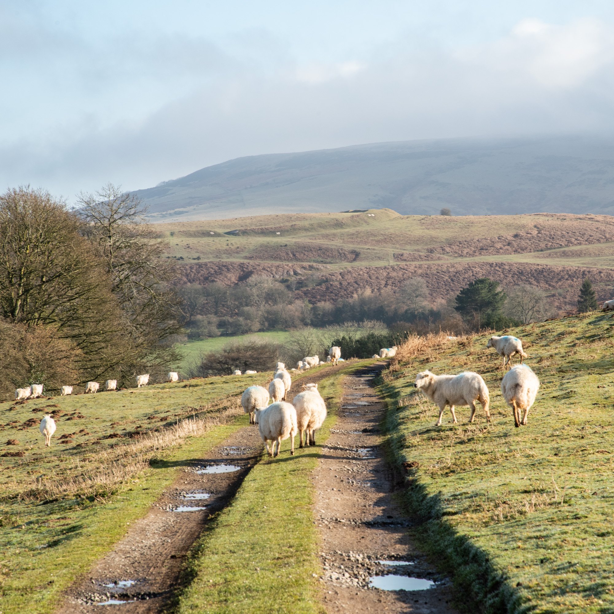 sheep on an eastern fringe of Clee Liberty common.jpg