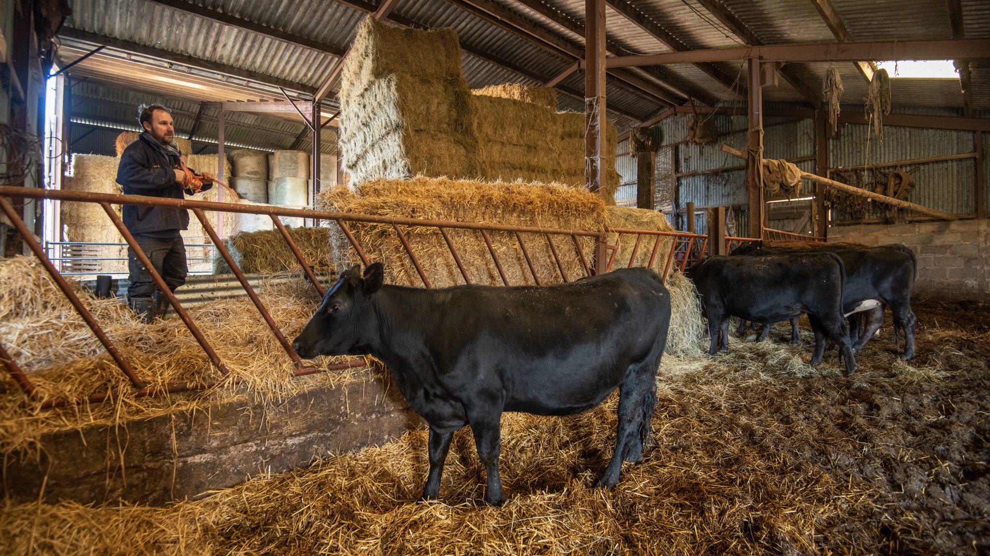 Feeding the cattle in one of Middle Farm's barns.jpg