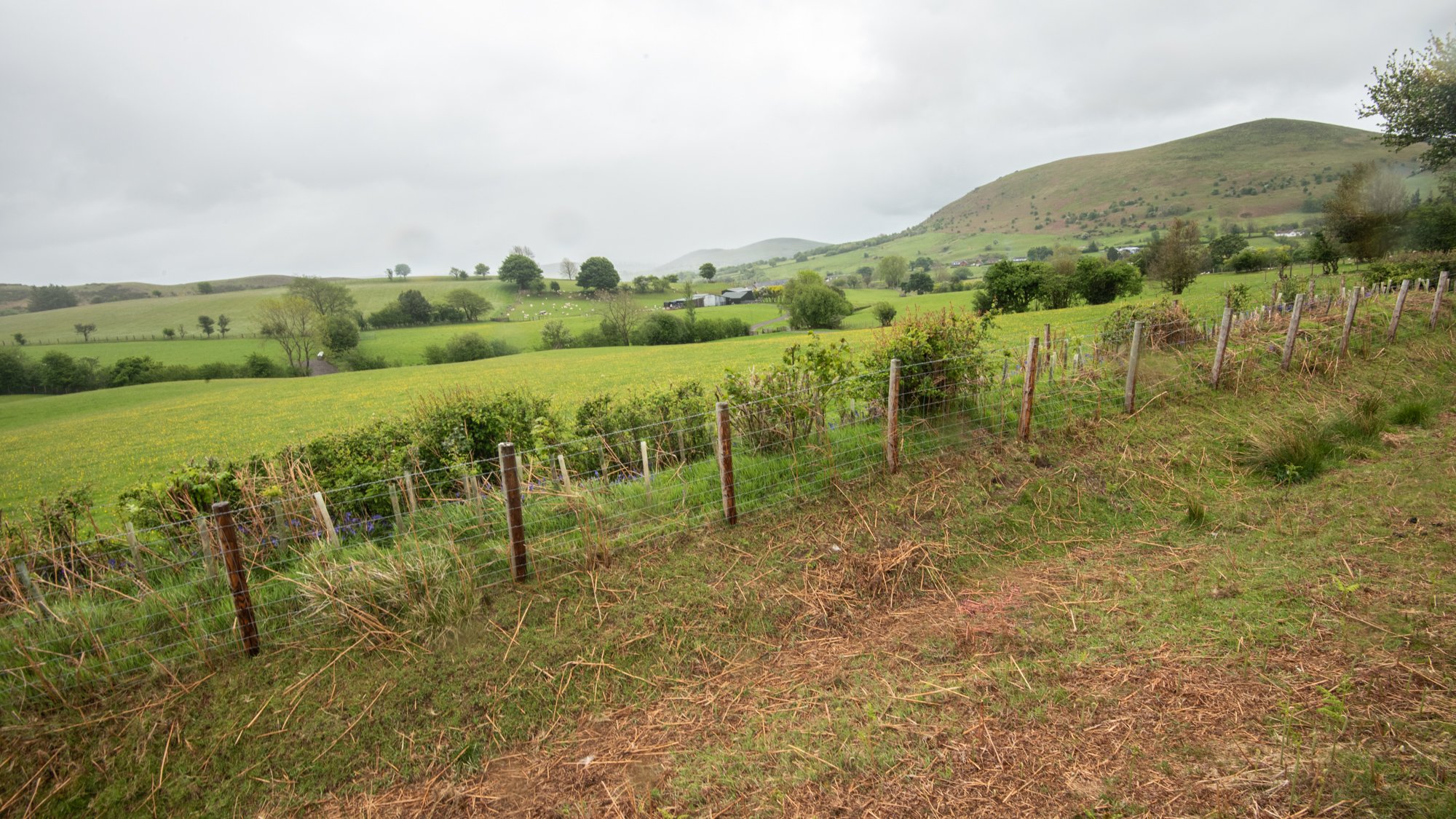 A newly planted hedge on Upper Stapeley Farm.jpg