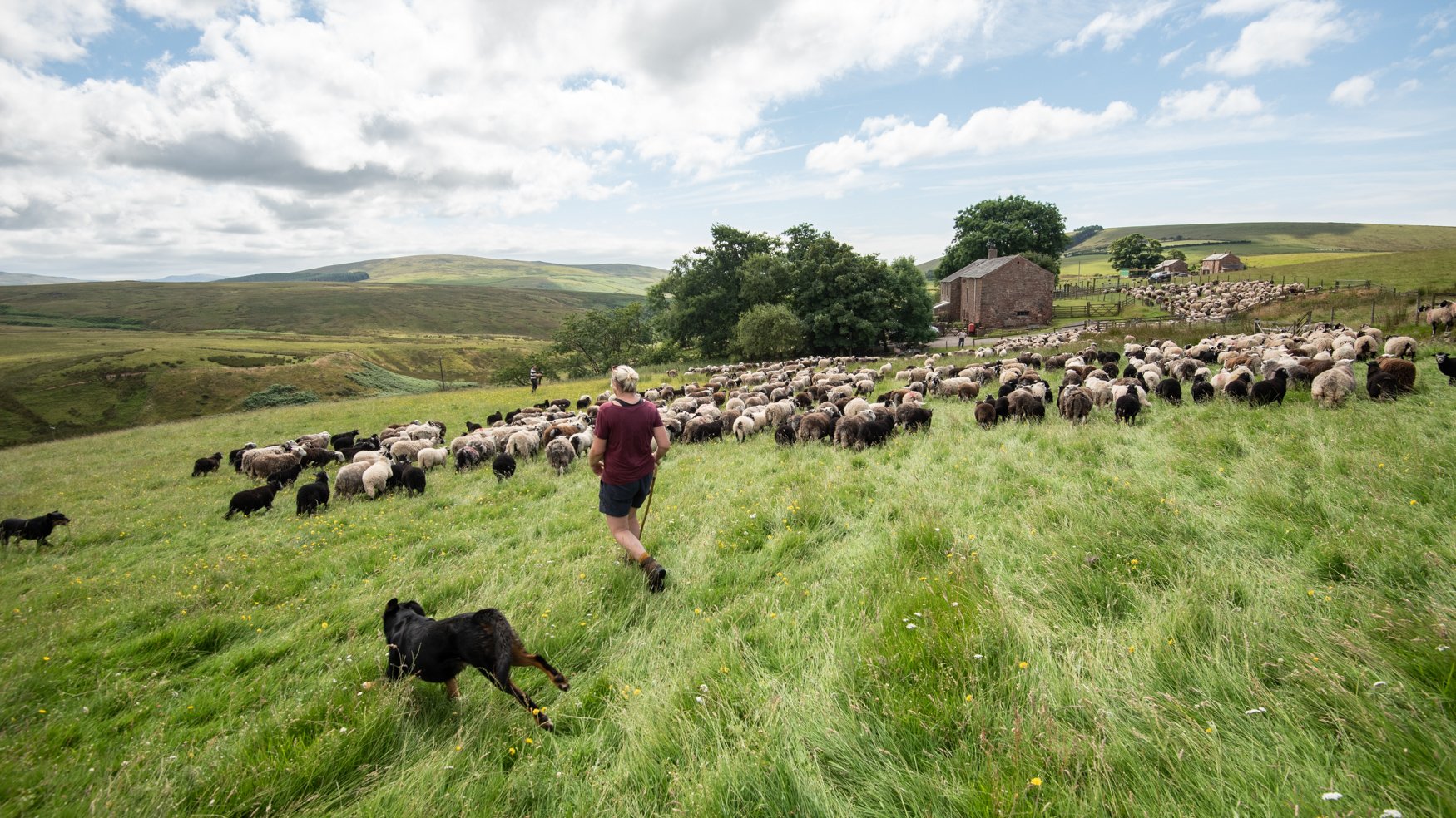 Bringing the sheep into the pens