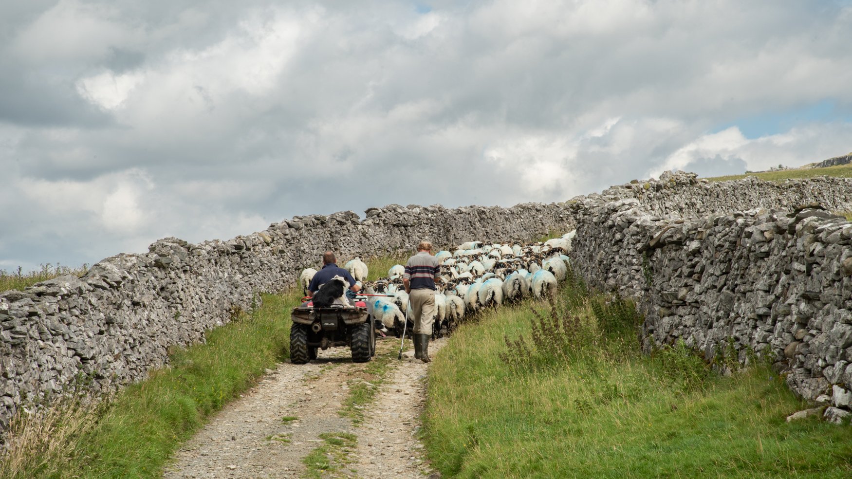 Commoners drive their sheep up the track to Crina Bottom