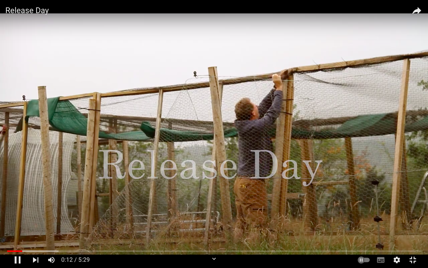 Still image from Curlew Country's release day video