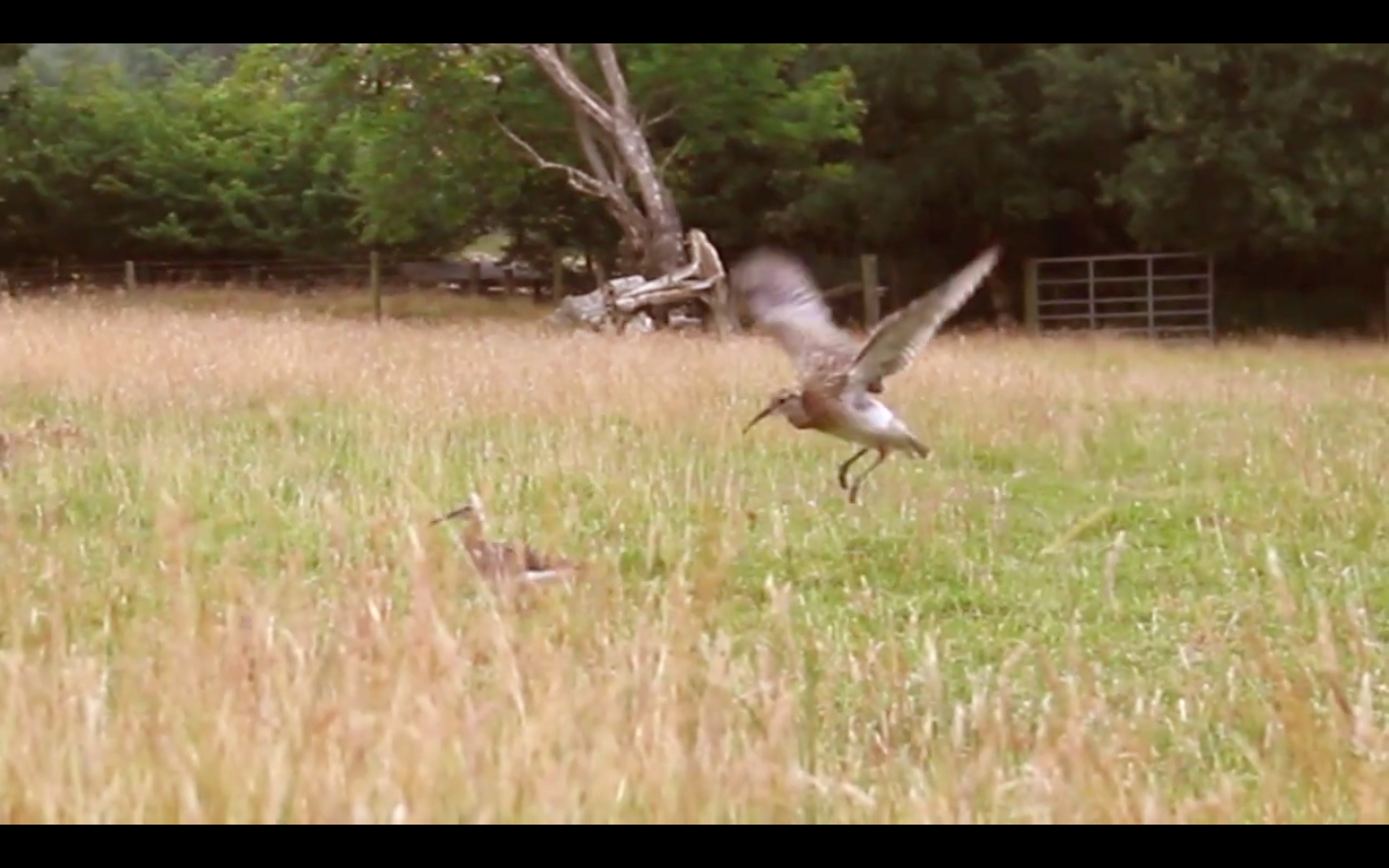 curlew country video release day bird taking flight.png