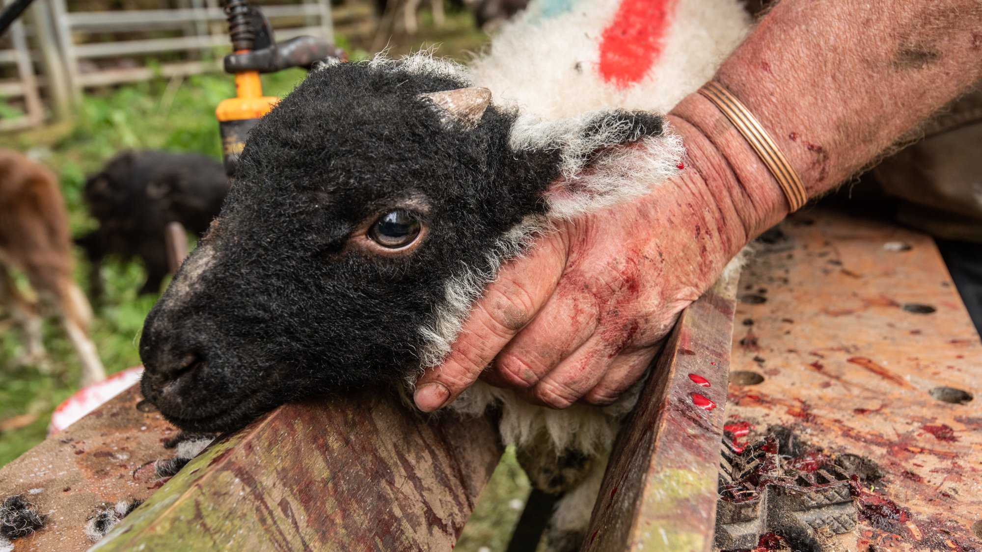 Most of the hands-on care takes place on the home farm before animals go back to the common