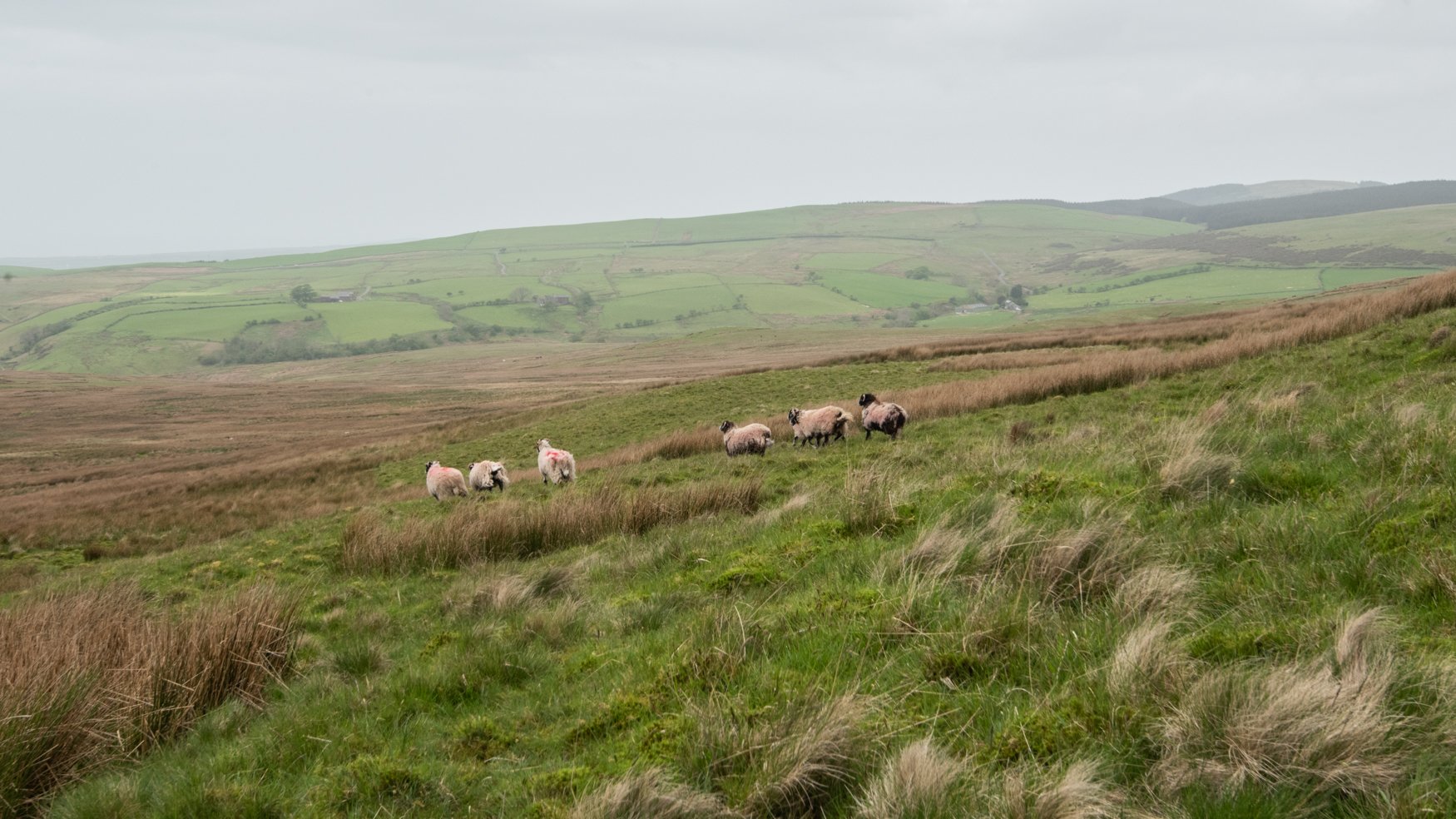 Sheep out on the open common