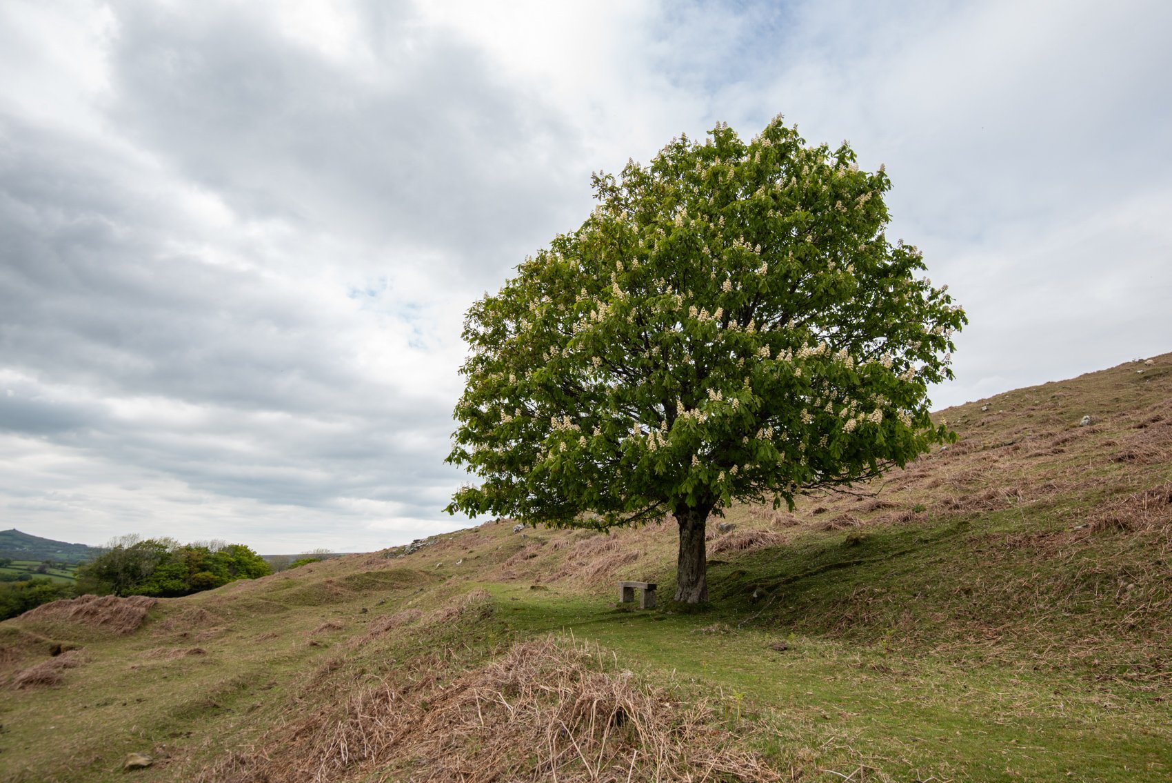 Single horse chestnut tree in flower on the western edge of Dartmoor. Image by Rob Fraser.jpg