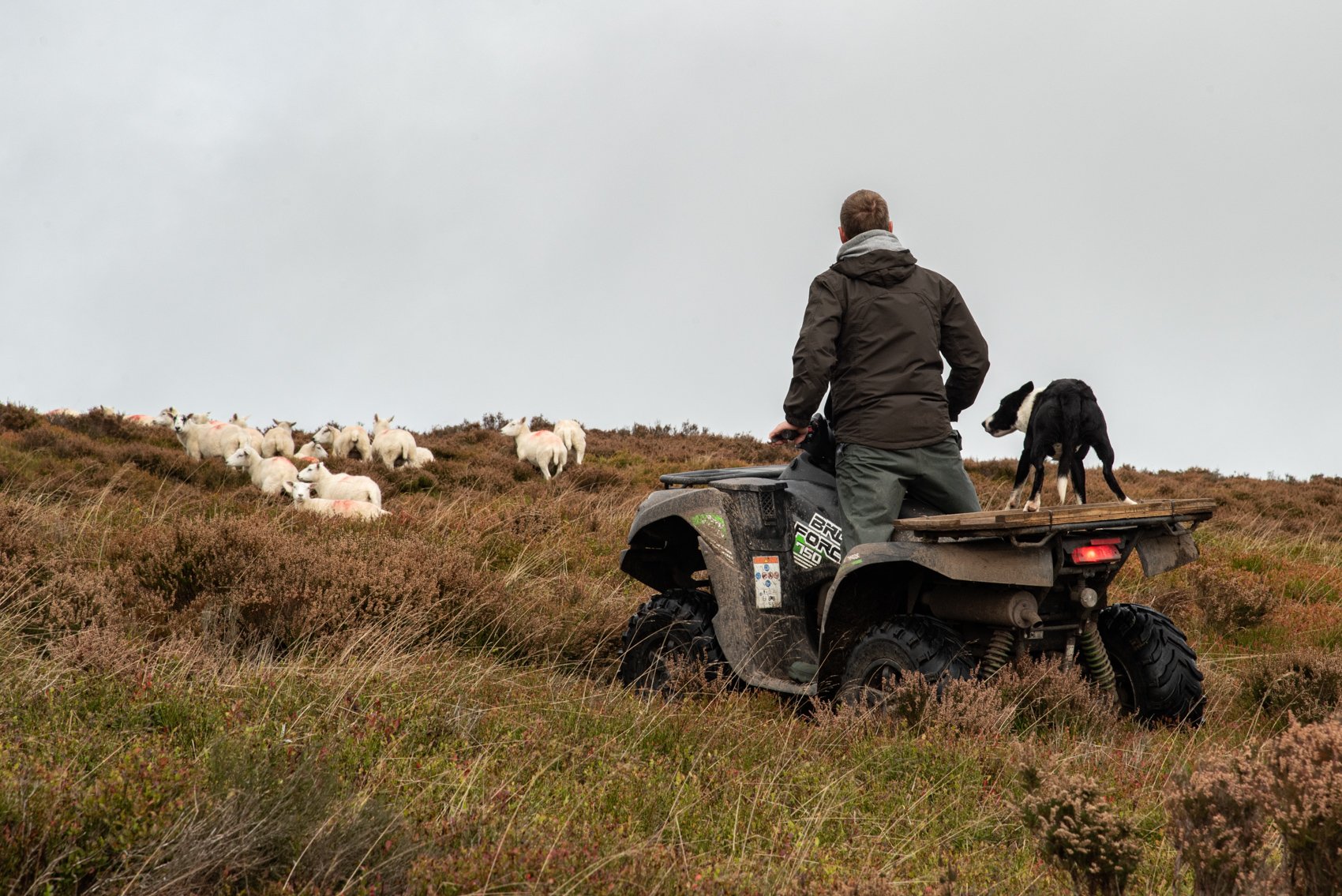 Matt Betton shepherding the sheep on Stiperstones common. Image by Rob Fraser.jpg