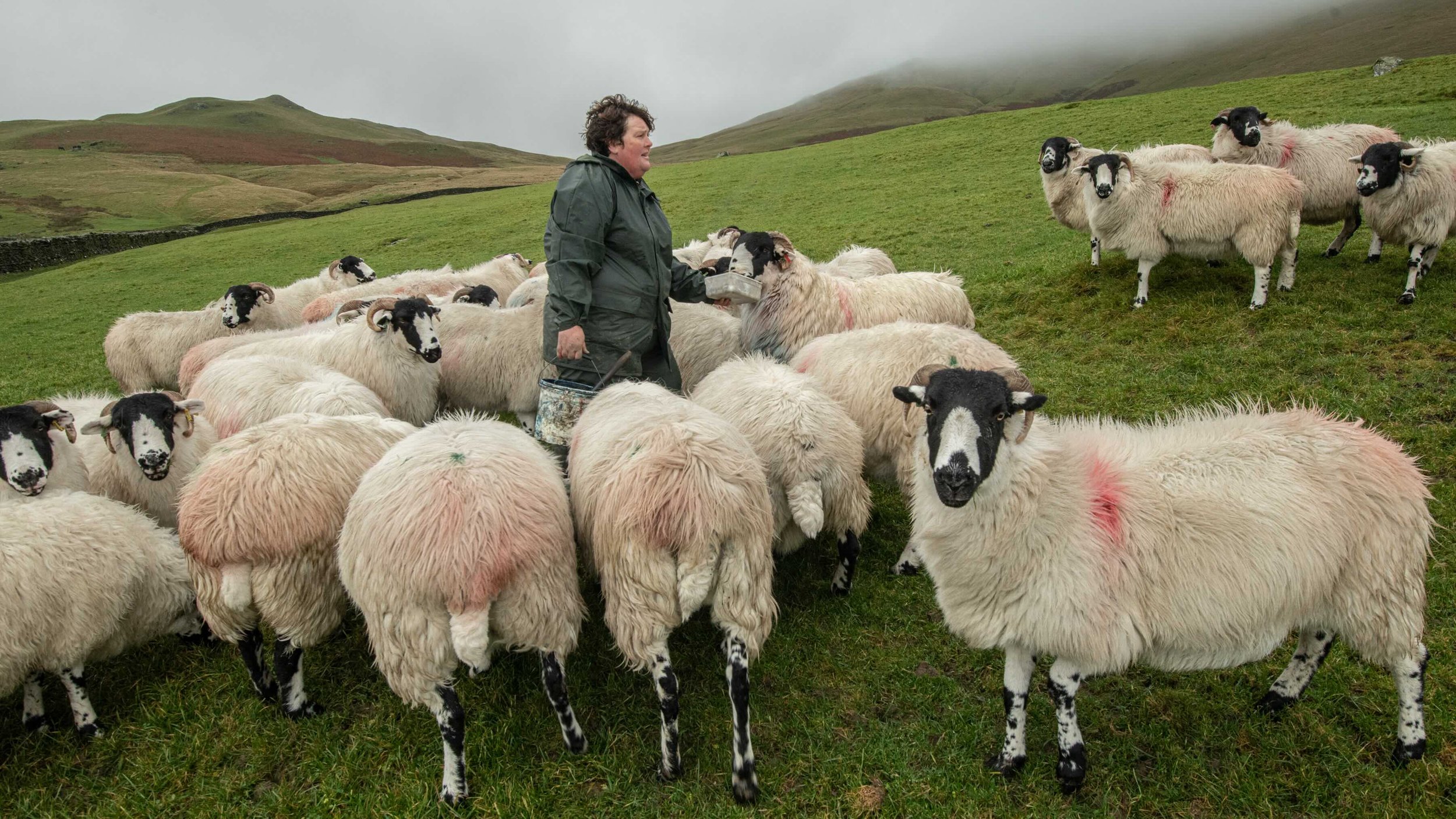 Commoner, sarah Hoggarth checking her flock of rough fell sheep at tipping time, when the rams are put to the ewe. Part of the 'Labour of Love' exhibition in Hawes..jpeg