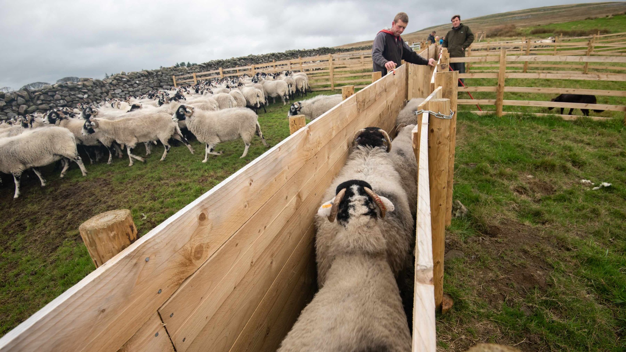 Sorting sheep from a number of flocks in the pens on the north side of Ingleborough.  Part of the 'Labour of Love' exhibition in Hawes..jpeg