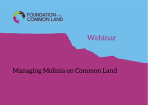 Managing Molinia on Common Land 
