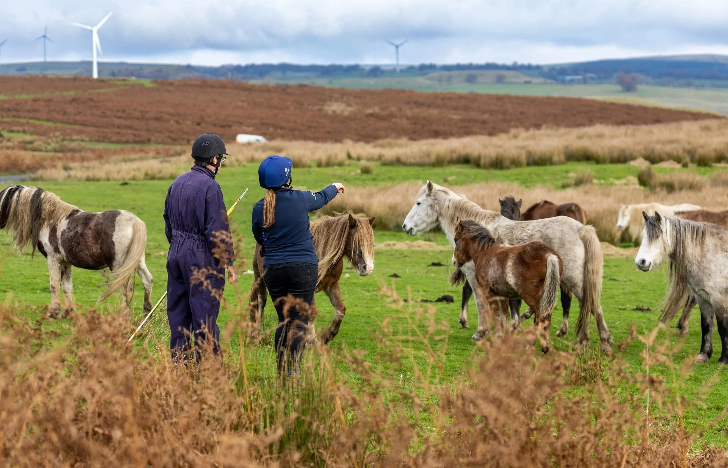 World Horse Welfare - Equine Common Ground Conference 