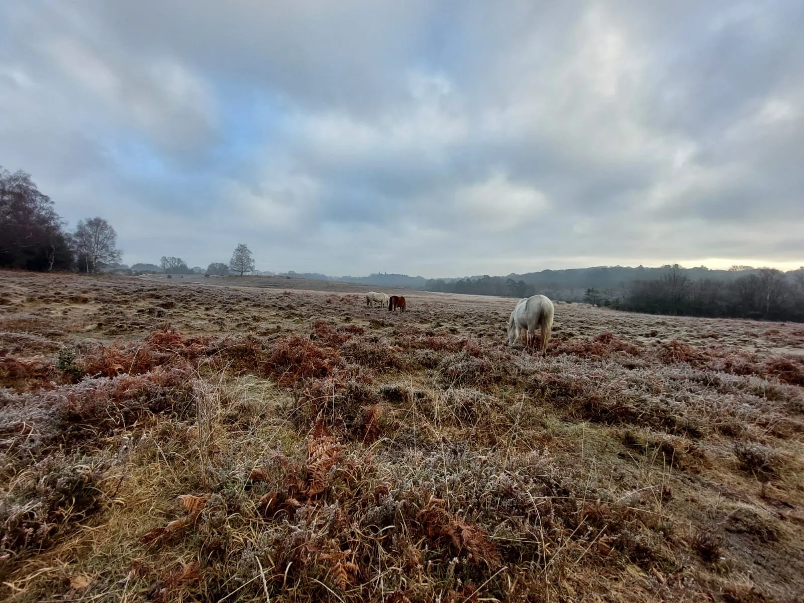 Opportunity: New Forest Facilitator
