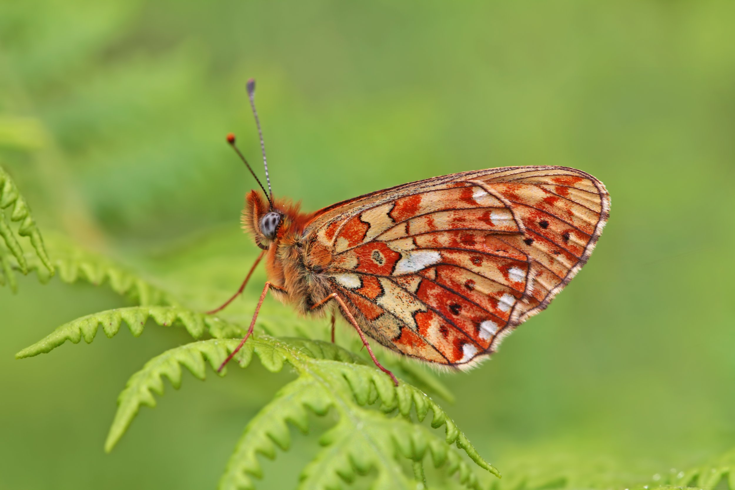 RPA Plan Pilot Test For Commons To Enter Countryside Stewardship 
