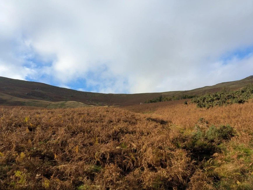 Measand Wood, Bampton Common Section 38 Consultation