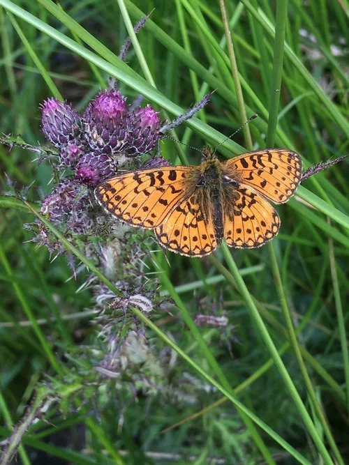 #IncludeCommons- letter from the Minister 
