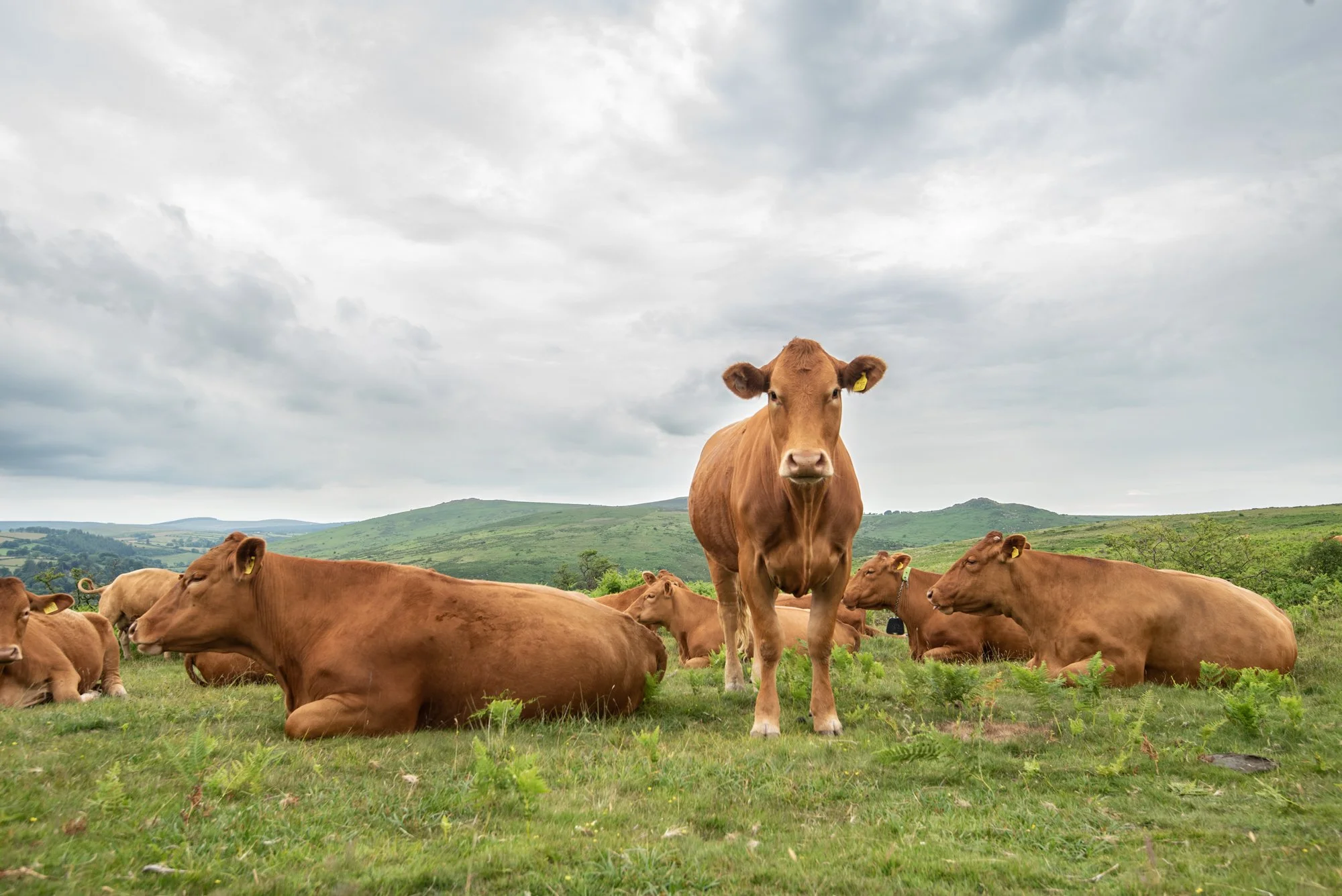 Cattle on Holne Common, Dartmoor.jpg