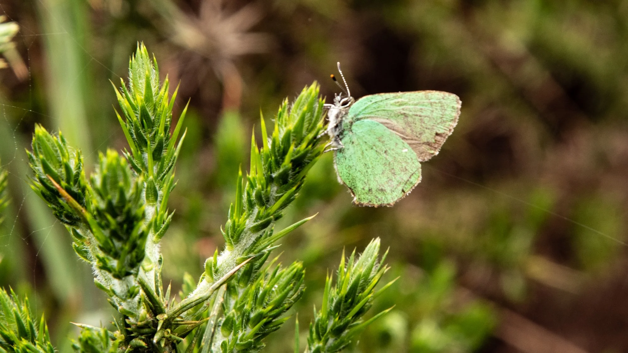 Green hairstreak butterfly on Clee Liberty Common, Shropshire.jpg