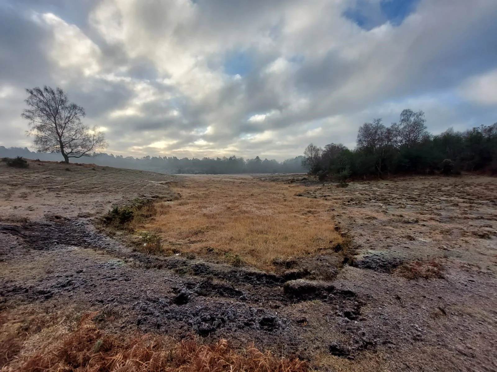 LS New Forest.jpg