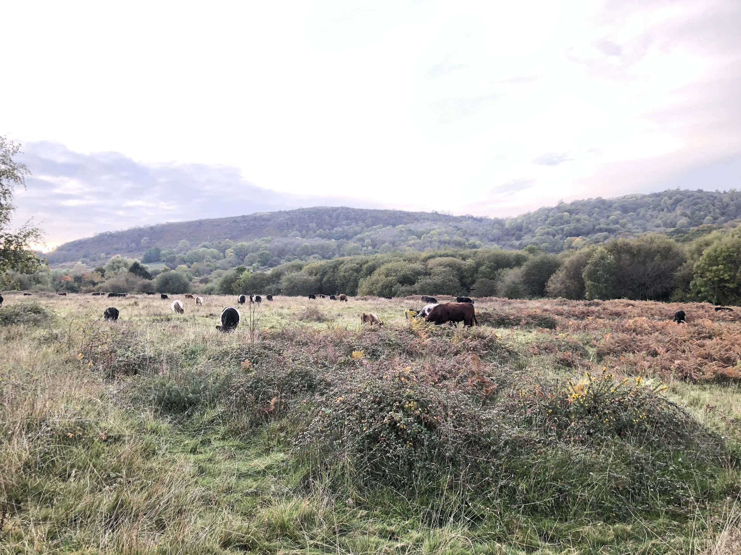 Cattle Grazing in the Malvern Hills