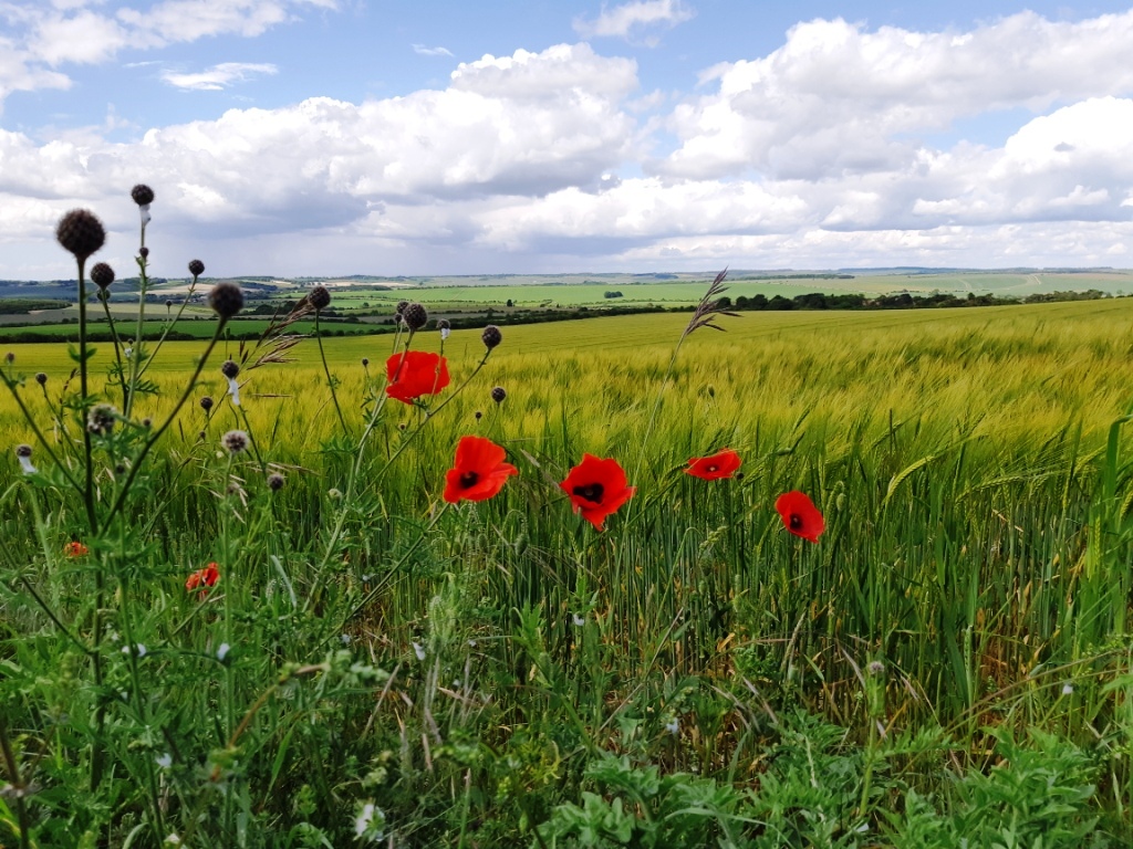 20190606_Poppies on the Downs.jpg