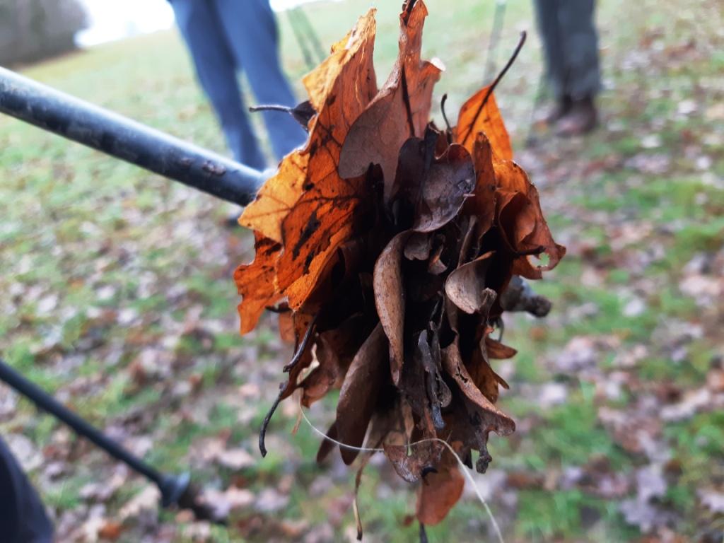 Collecting Leaves_Poles.jpg