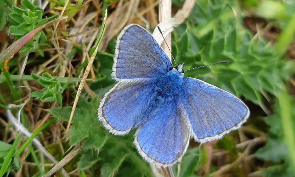 Butterfly_Common Blue.jpg
