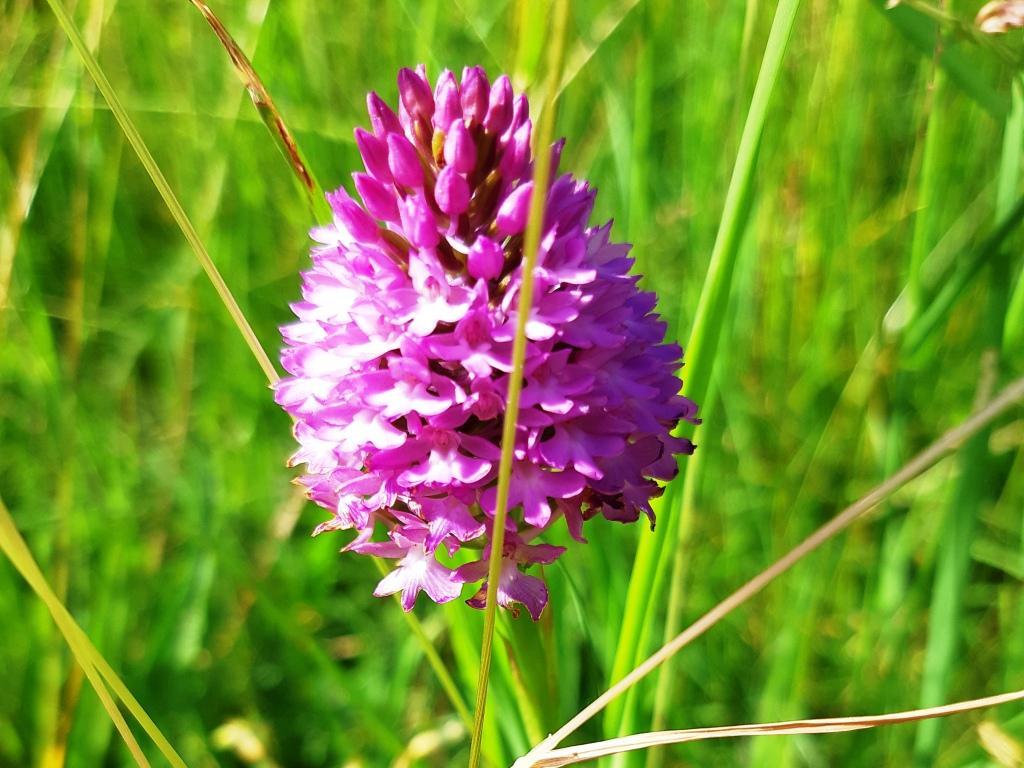 Pyramial Orchid_Chilterns.jpg