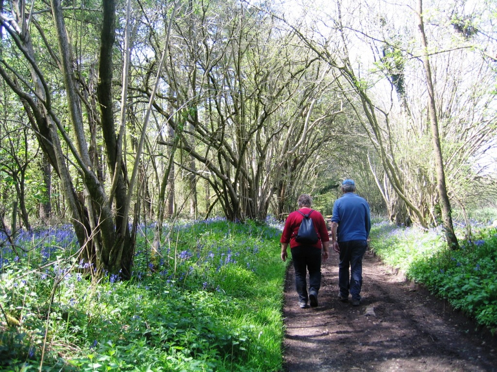 Bluebell Walk.jpg