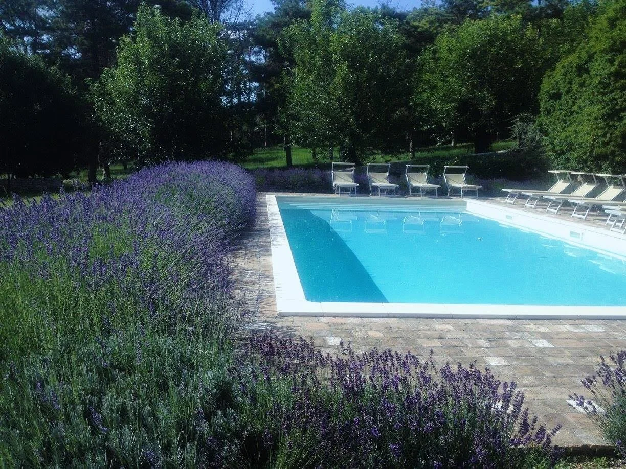 Svømmebasseng omgitt av liggestoler og lavendel