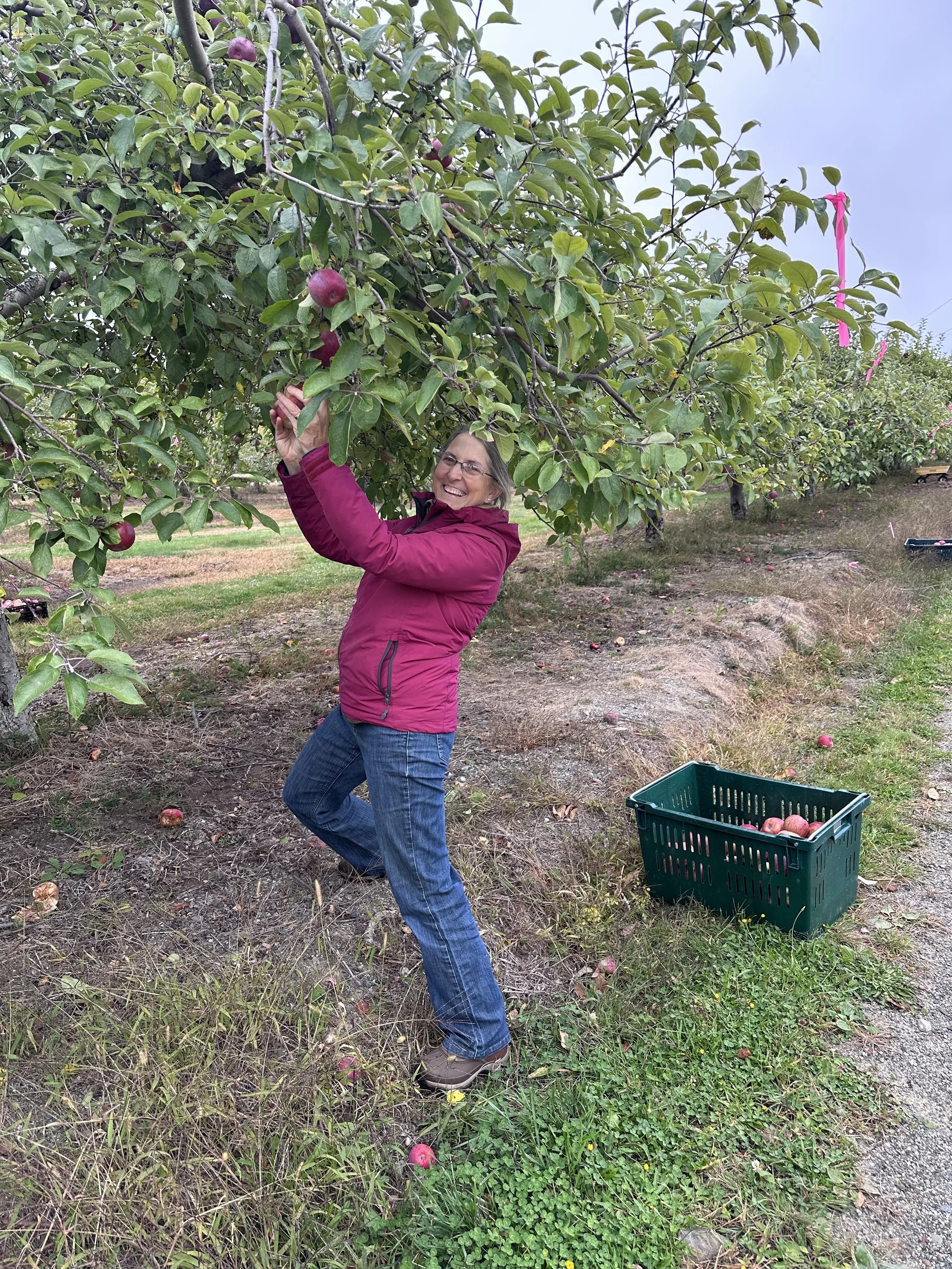 2025 Annual Apple Glean Nets 5,787 Pound Harvest for Food Security Programs