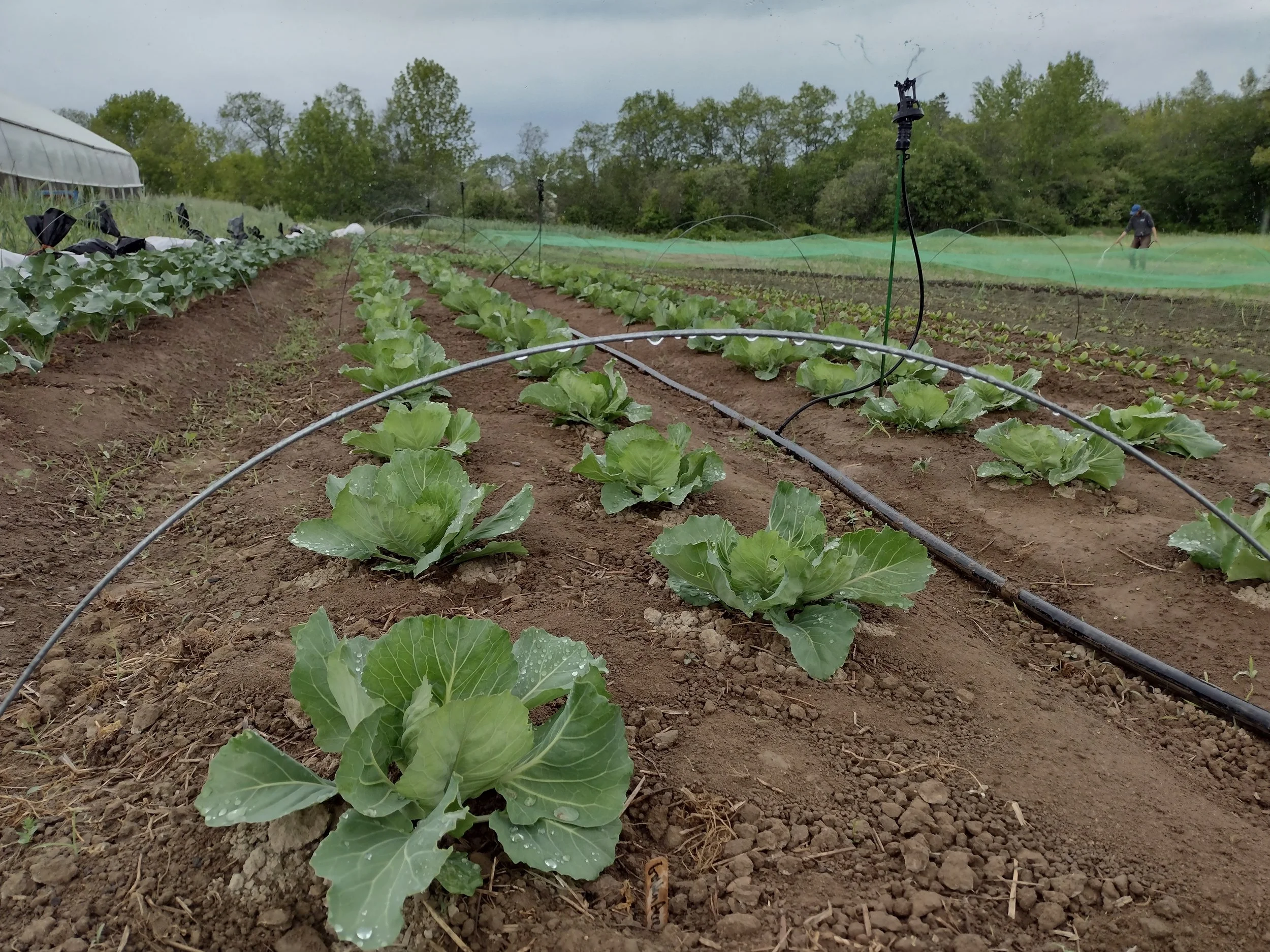 Folklore Farm and Healthy Acadia Launch 2026 CSA with Flexible Farmstand Model
