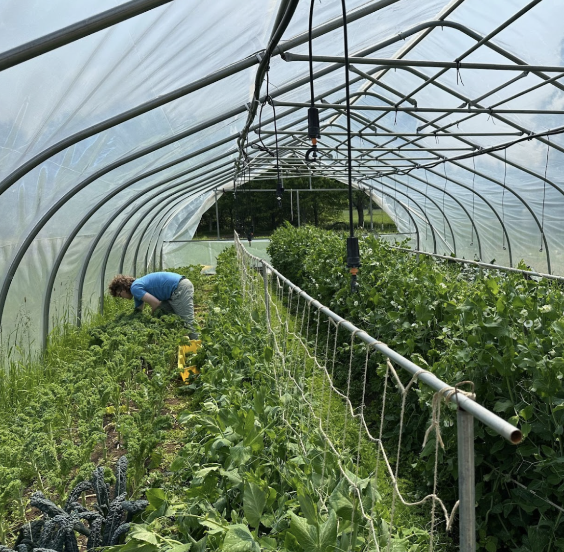 AmeriCorps VISTA Service Opportunity with Healthy Acadia