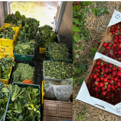 Farmers and Growers: Partner with Downeast Gleaning Initiative