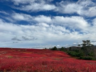 IMG_3715.jpeg