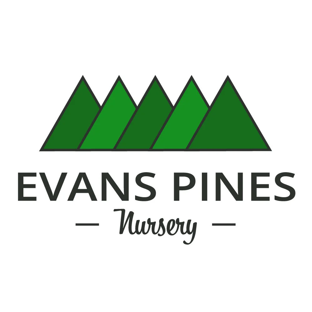 Evans Pines Nursery Logo Design
