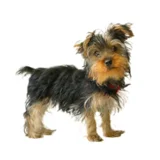 Oboe -  Chief Happiness Officer