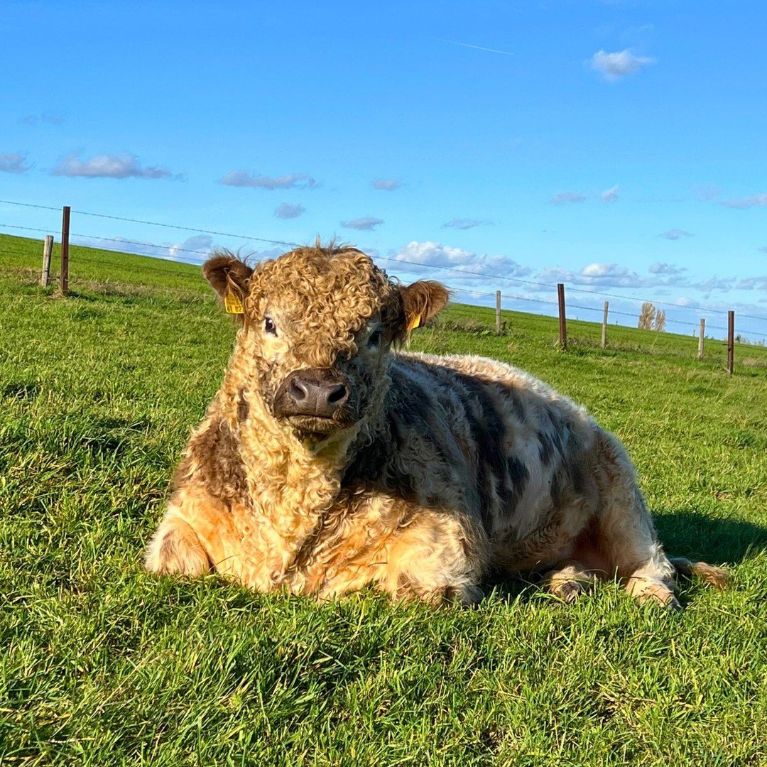 Your food in a good mood.
🐮

I saw this good looking happy beast yesterday enjoying the sun. It was a nice moment and a painful reminder of where beef comes from.