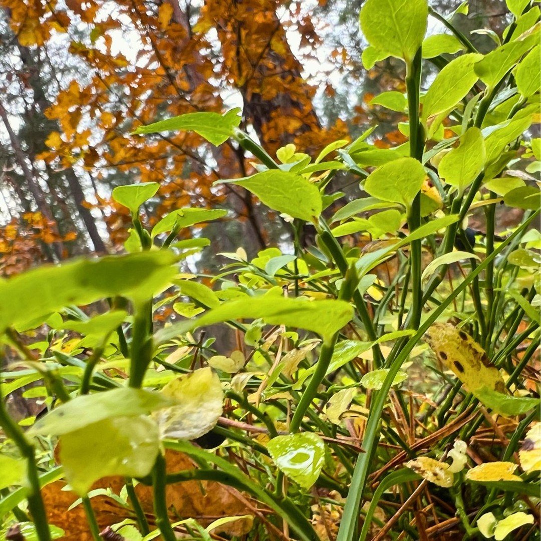 Welcome to the Wald. 🪲