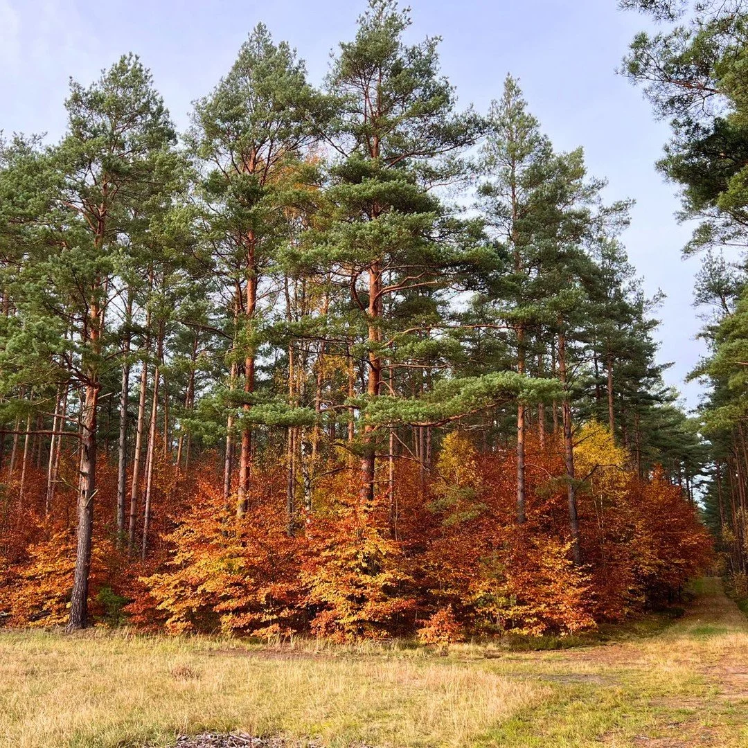 &Uuml;bergangszeit. 🌲🍁
Alles l&auml;uft in Phasen.