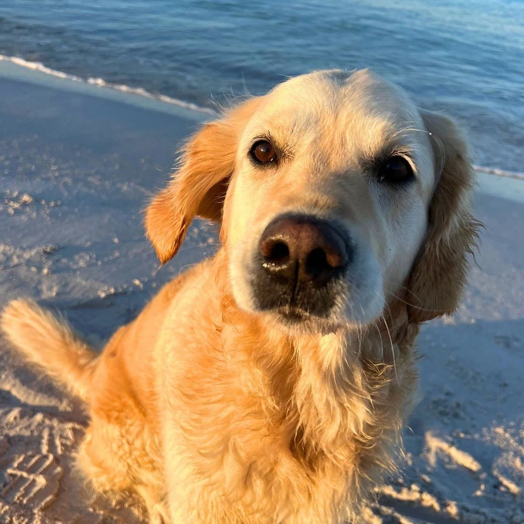 What are you looking at?
And why the hell are you here on social media right now?

Mental Coach Milla says put down the bloody phone and go out for a walk.