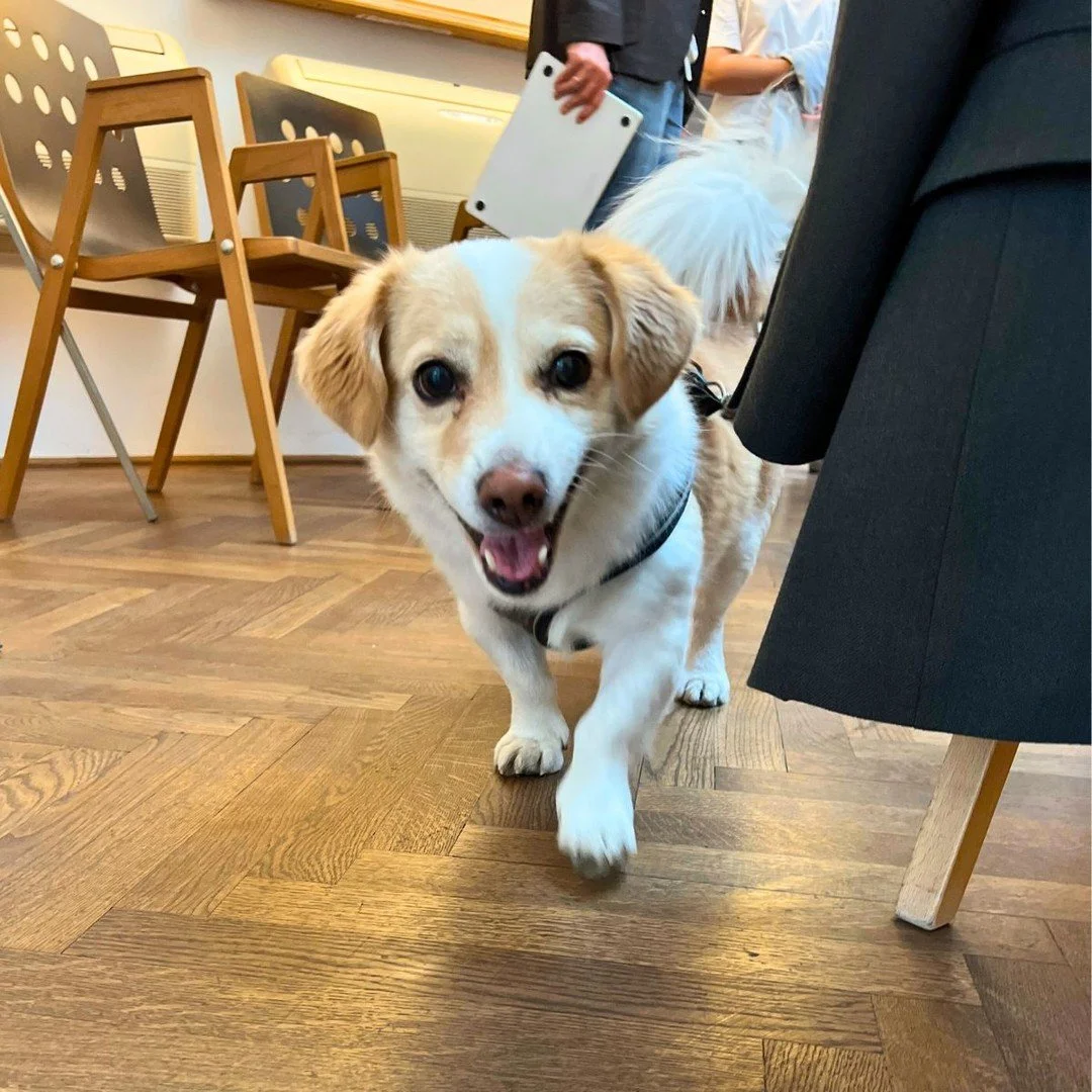 Office dogs are the best! 🐶
Look at this little fellow!

I met this fantastic dog yesterday. He seemed so happy and interested to meet me. We shared a nice moment together. 

(Photo from yesterday)