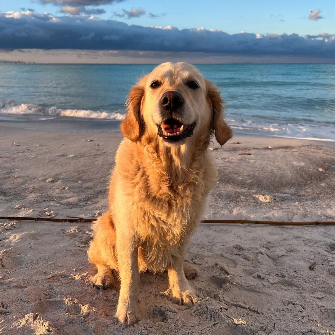 Buongirno! Auch von mir liebe Gr&uuml;&szlig;e und alles Gute f&uuml;r 2026! ❤️

Ich w&uuml;nsche dir gutes Essen, viele Streicheleinheiten, gen&uuml;gend Schlaf und tolle, ausgedehnte Spazierg&auml;nge in der Natur. 🐕