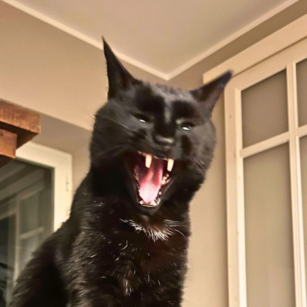 Totally normal cat. 
Not possessed by a demon at all. 😅

This stray cat is the sweetest creature. He often comes to visit us and takes long naps on our couch. But there is something about him...

(Photo from last Thursday)