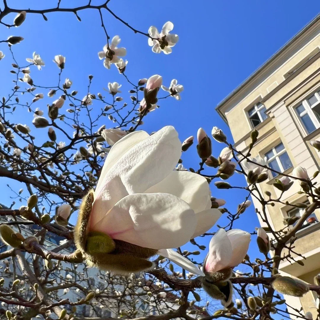 Und das Fr&uuml;hlings-Programm im Baum sagt &bdquo;execute&ldquo;! 
🌸

(Bild von letztem Sonntag in Berlin.)