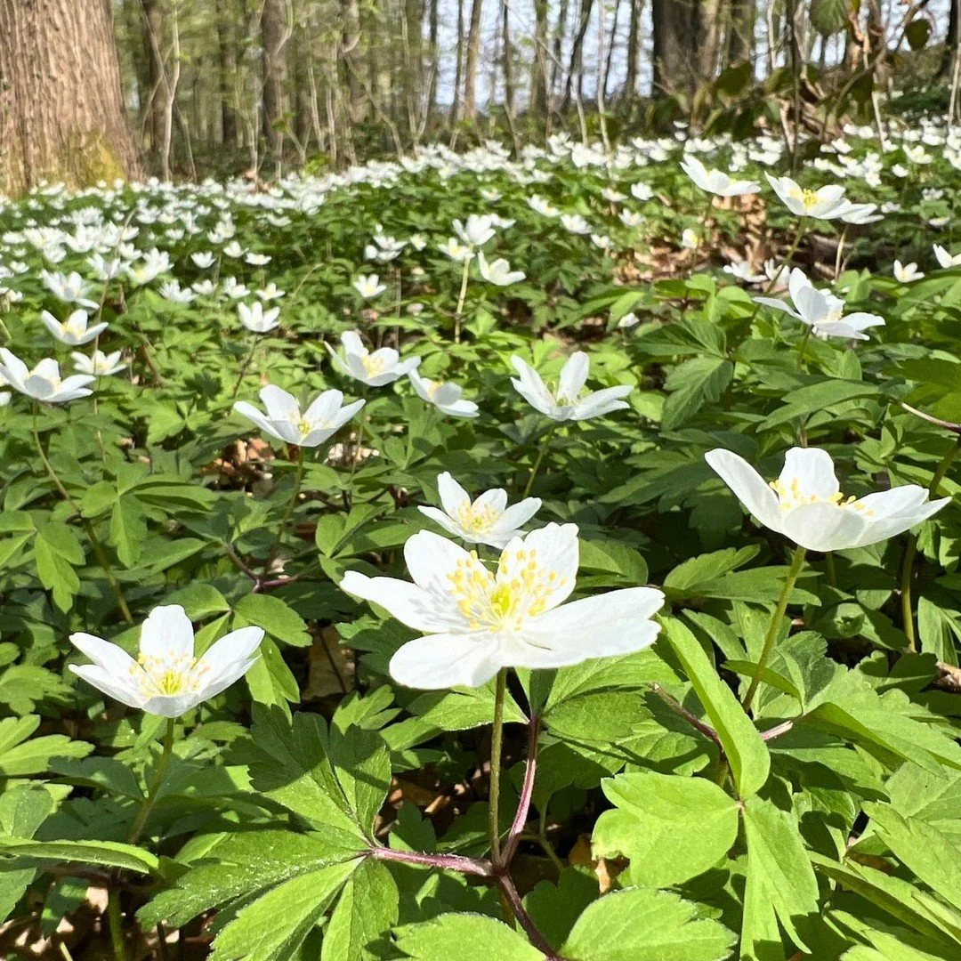 Neulich im Wald... 🐿️ 🌳
