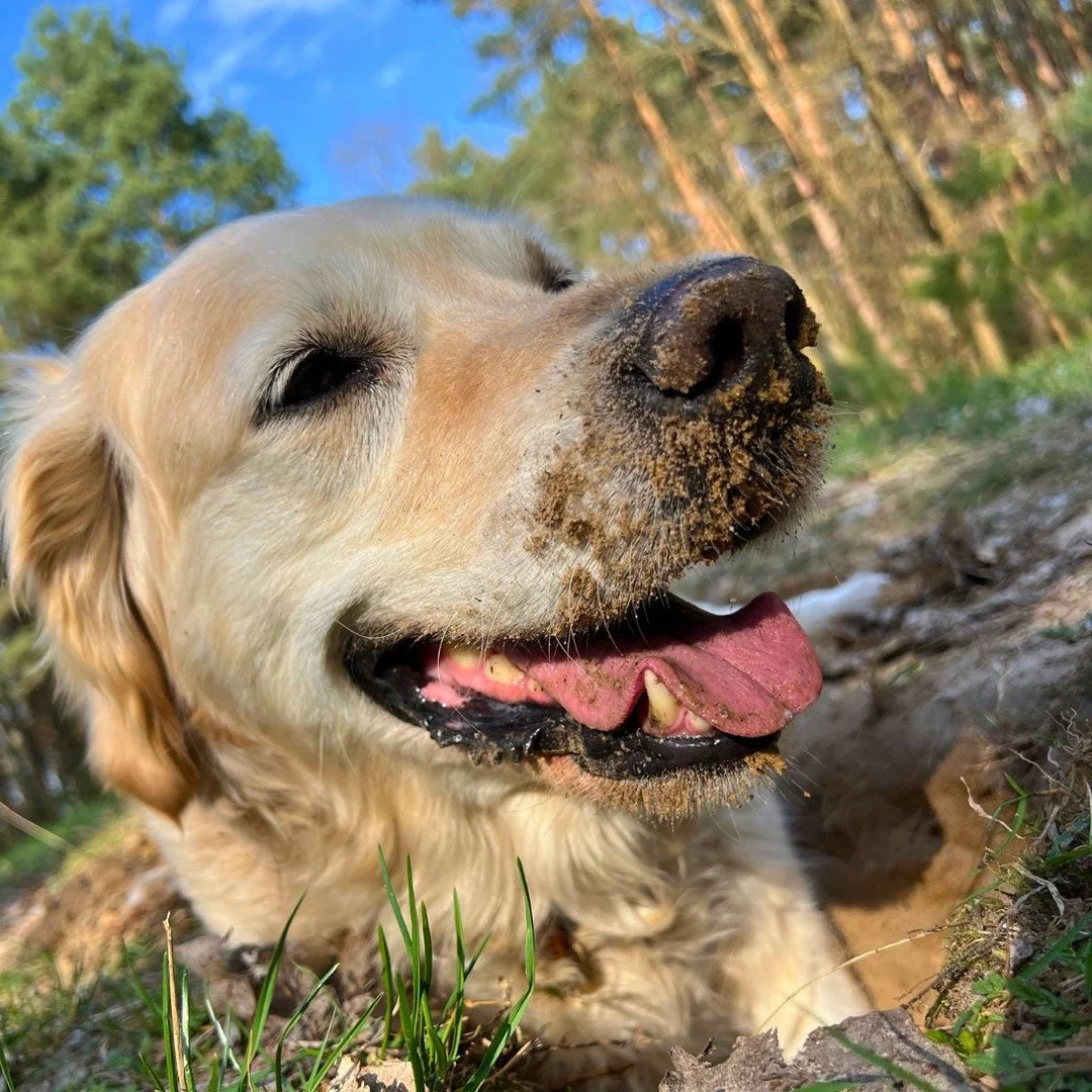 Mental Coach Milla recommends: Get your nose in the sand.. It's spring. 🌸

Das beste was du dieses Wochenende machen kannst ist rausgehen. Der Fr&uuml;hling hat lange auf sich warten lassen, aber jetzt ist er da. Steck deine Nase rein, auch wenn es 
