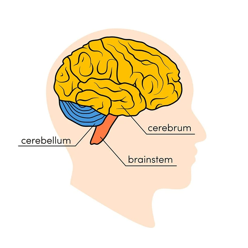 Brain main parts