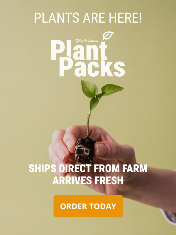 Hand holding a small plant with soil against a light green background, promoting plant packs delivery.