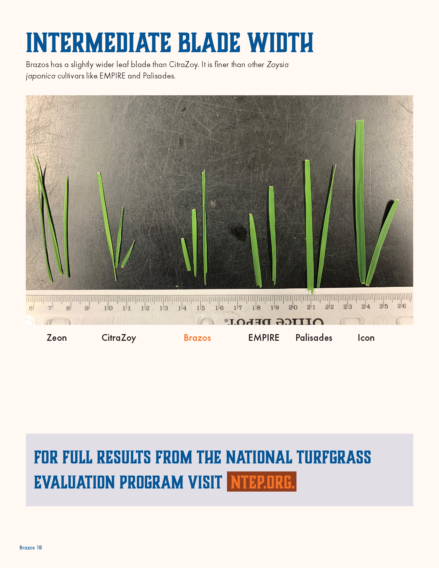 Green grass blades on a metal surface with a ruler at the bottom, and text about intermediate blade width in turfgrass evaluation.