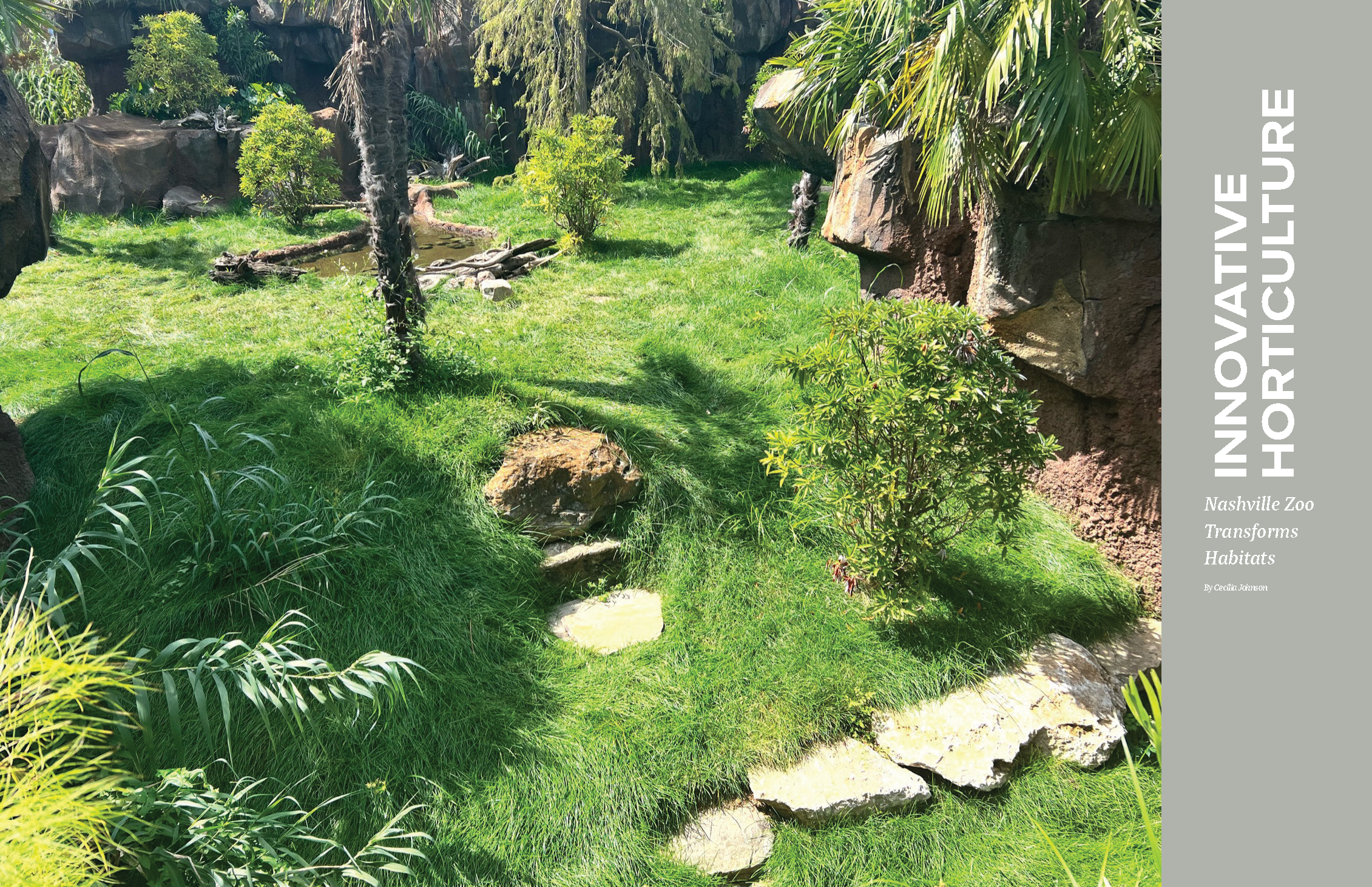A lush, green garden with various plants, small trees, large rocks, and a tiny pond, creating a natural habitat environment at Nashville Zoo.